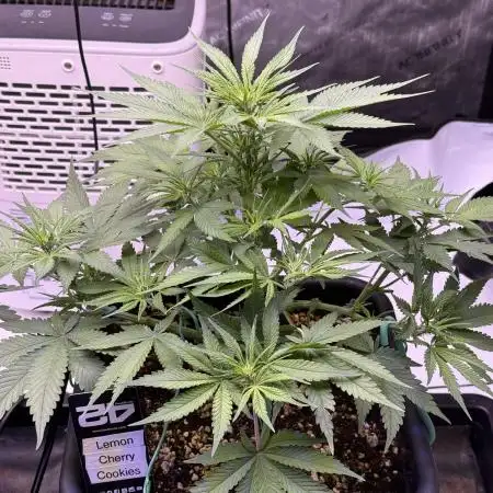 Lemon Cherry Cookies Auto-Fastbuds