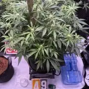 Rainbow Sundae 11-Mephisto Genetics