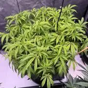 Blueberry Runtz-Clone