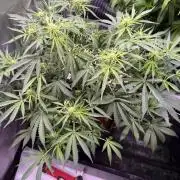 Sour HubbaBubba Haze-Mephisto Bonus