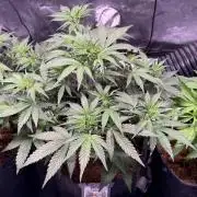 Canna Cheese 1:1 (2026) #1 & #2
