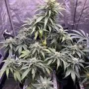Gorilla Cookies Auto