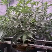 Canna Cheese 1:1 (2026) #1 & #2