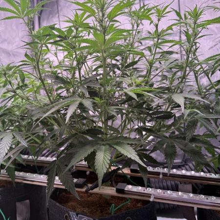 Canna Cheese 1:1 (2026) #1 & #2