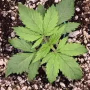 Gorilla Cookies Auto