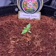 Rainbow Sundae 11-Mephisto Genetics