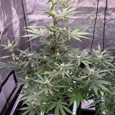 Lemon Cherry Cookies Auto-Fastbuds