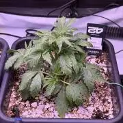 Gorilla Cookies Auto