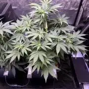 Gorilla Cookies Auto