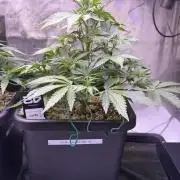 Gorilla Cookies Auto