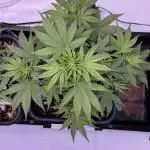 Lemon Cherry Cookies Auto-Fastbuds