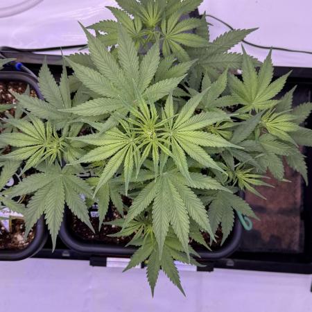 Lemon Cherry Cookies Auto-Fastbuds