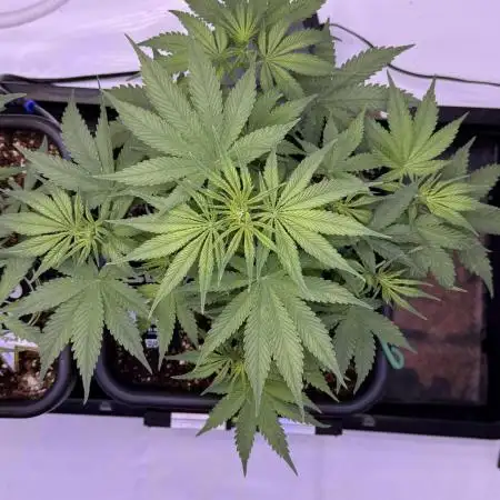 Lemon Cherry Cookies Auto-Fastbuds
