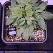 Gorilla Cookies Auto