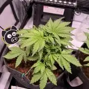 Sour HubbaBubba Haze-Mephisto Bonus
