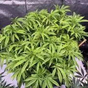 Blueberry Runtz-Clone