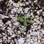 Gorilla Cookies Auto