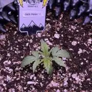 Jack Herer Auto