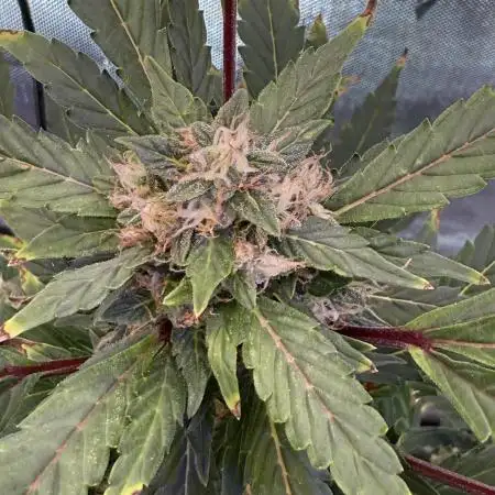 Samsquanch-Mephisto