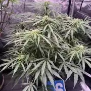 Sour HubbaBubba Haze-Mephisto Bonus