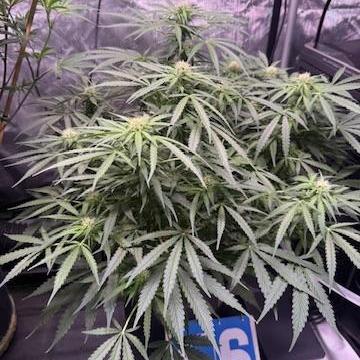 Sour HubbaBubba Haze-Mephisto Bonus