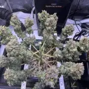 Gorilla Cookies Auto