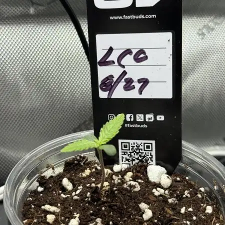 Lemon Cherry Cookies Auto-Fastbuds