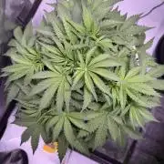 Sour HubbaBubba Haze-Mephisto Bonus