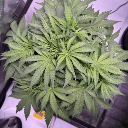 Sour HubbaBubba Haze-Mephisto Bonus