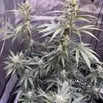 Lemon Cherry Cookies Auto-Fastbuds