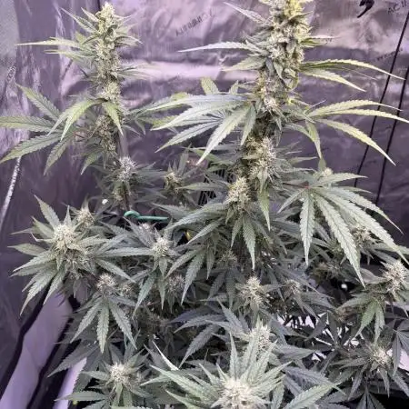Lemon Cherry Cookies Auto-Fastbuds