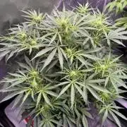 Sour HubbaBubba Haze-Mephisto Bonus