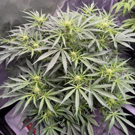 Sour HubbaBubba Haze-Mephisto Bonus