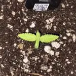 Lemon Cherry Cookies Auto-Fastbuds