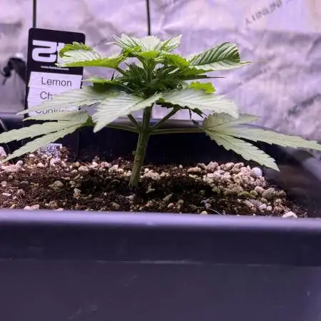 Lemon Cherry Cookies Auto-Fastbuds
