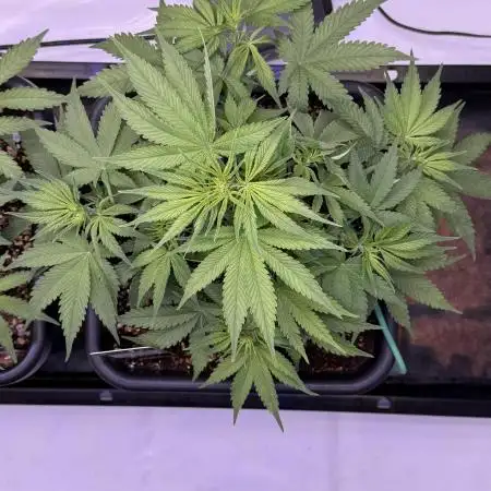 Lemon Cherry Cookies Auto-Fastbuds