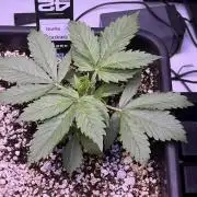 Gorilla Cookies Auto