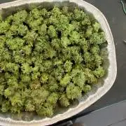 Bruce Banner 3- Autopot v Airpots