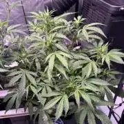 Rainbow Sundae 11-Mephisto Genetics