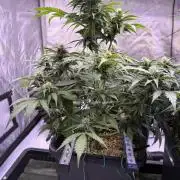 Gorilla Cookies Auto