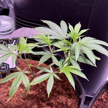Blueberry Runtz-Clone