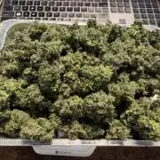 Jack Herer Auto