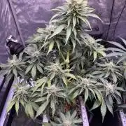 Gorilla Cookies Auto