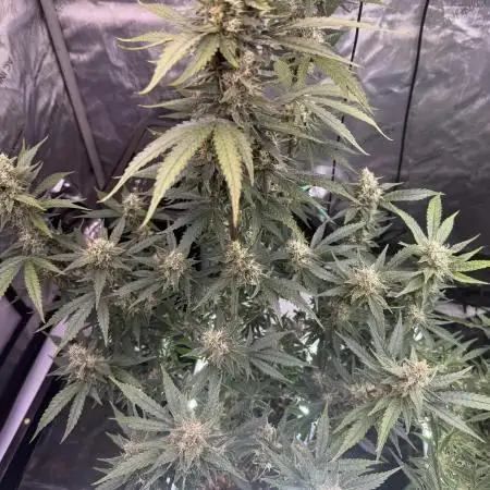 Lemon Cherry Cookies Auto-Fastbuds