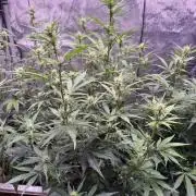 Canna Cheese 1:1 (2026) #1 & #2