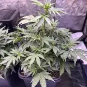 Gorilla Cookies Auto