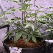 Canna Cheese 1:1 (2026) #1 & #2