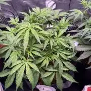 Rainbow Sundae 11-Mephisto Genetics