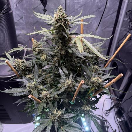 Bruce Banner 3- Autopot v Airpots