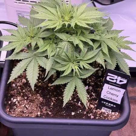 Lemon Cherry Cookies Auto-Fastbuds